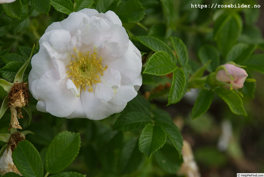 'Drifa (hybrid rugosa, Pálsson 1997)' rose photo