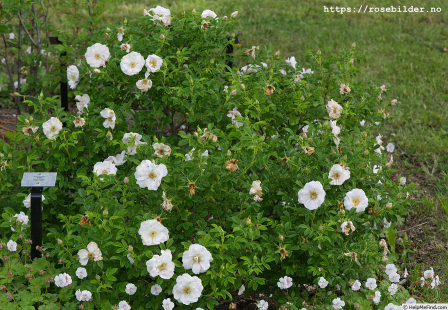 'Drifa (hybrid rugosa, Pálsson 1997)' rose photo