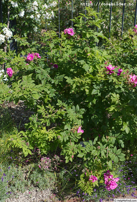 'Hilda (hybrid rugosa, Pálsson, 2000)' rose photo