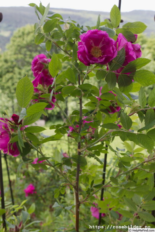 'Hilda (hybrid rugosa, Pálsson, 2000)' rose photo