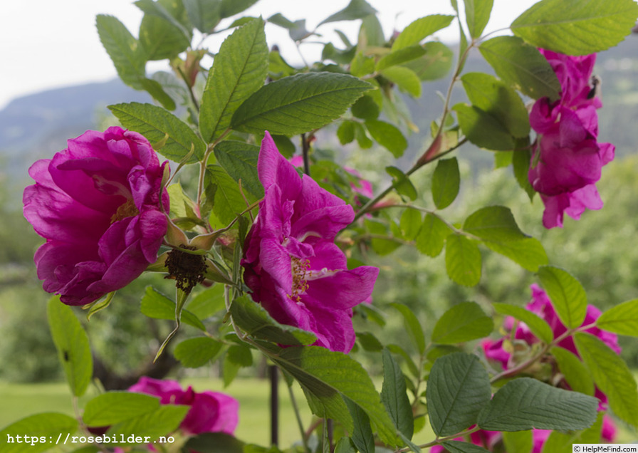 'Hilda (hybrid rugosa, Pálsson, 2000)' rose photo