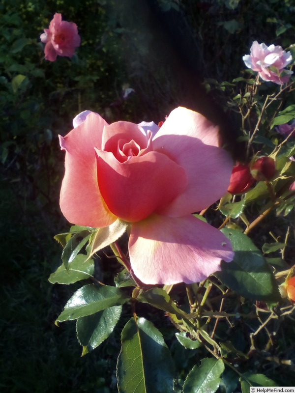 'Fragrant Delight ® (floribunda, Tysterman, 1978)' rose photo