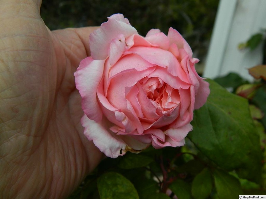 'Bloomfield Abundance (hybrid tea, Thomas 1920)' rose, click to enlarge 'Bloomfield Abundance (hybrid tea, Thomas 1920)' rose photo
