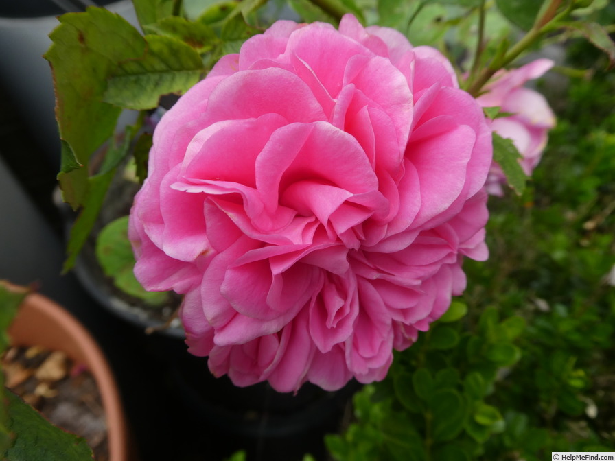 'Baronesse ® (floribunda, Evers/Tantau, 2009)' rose, click to enlarge 'Baronesse ® (floribunda, Evers/Tantau, 2009)' rose photo