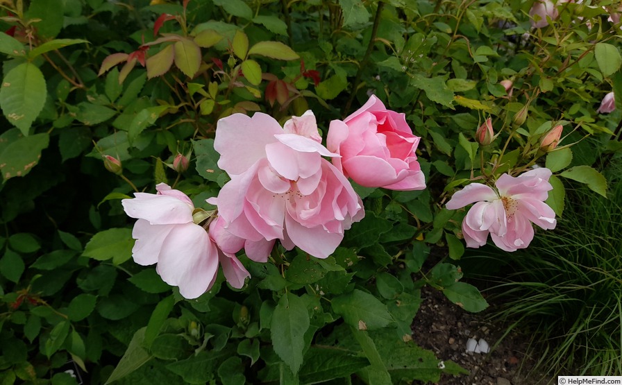'The Lady's Blush (shrub, Austin, 2010)' rose photo