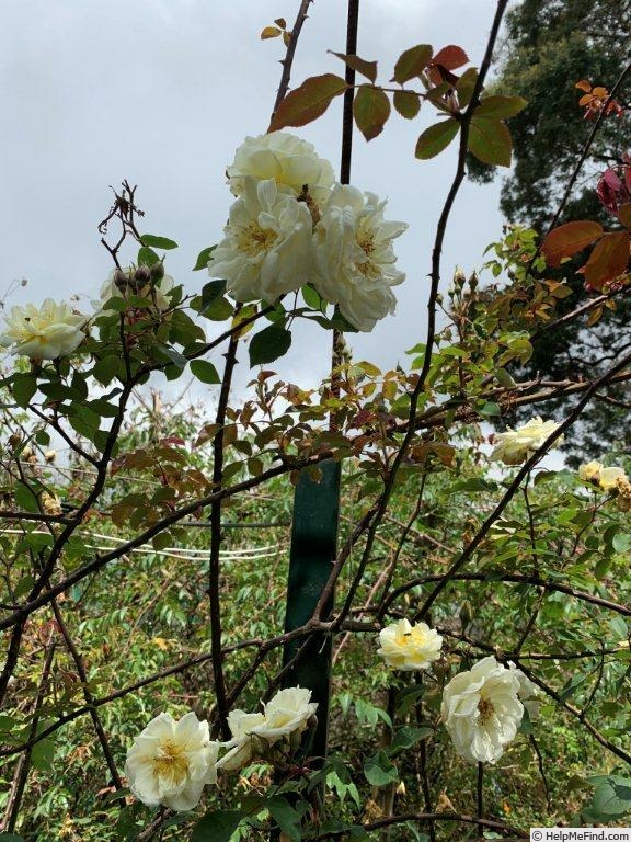 'Dream in Cream™' rose, click to enlarge 'Dream in Cream™' rose photo