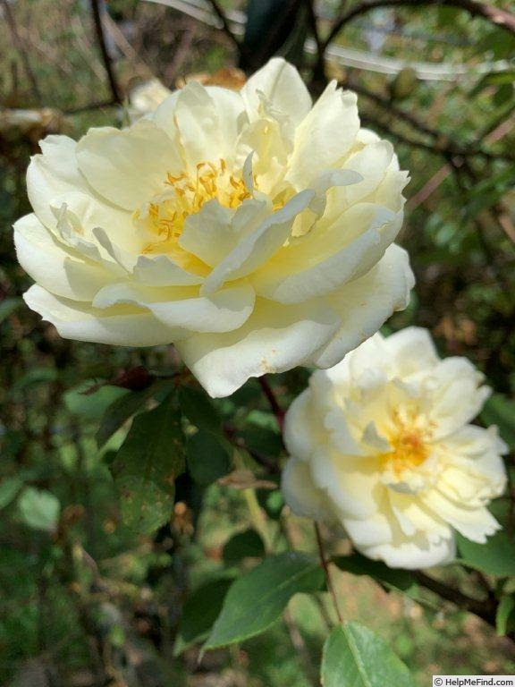 'Dream in Cream™' rose, click to enlarge 'Dream in Cream™' rose photo