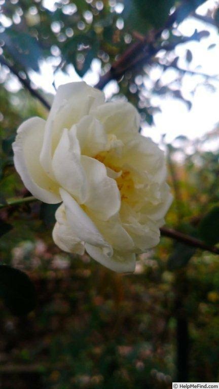 'Dream in Cream™' rose, click to enlarge 'Dream in Cream™' rose photo