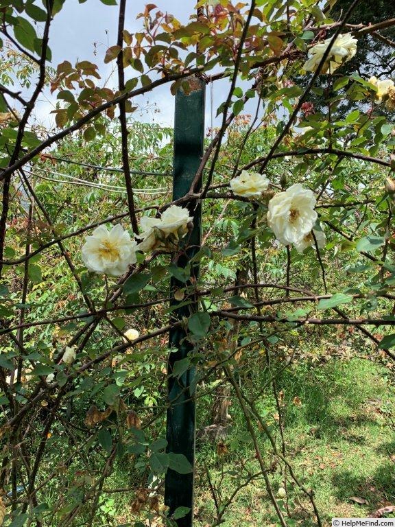 'Dream in Cream™' rose, click to enlarge 'Dream in Cream™' rose photo