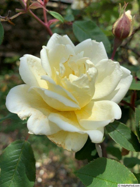 'Dream in Cream™' rose, click to enlarge 'Dream in Cream™' rose photo