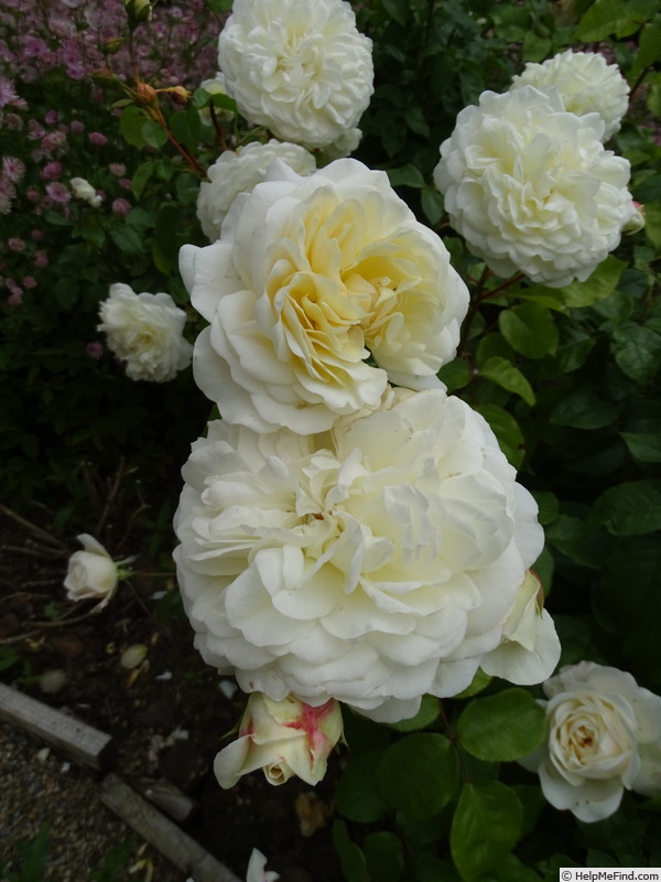 'Susan Williams-Ellis' rose photo