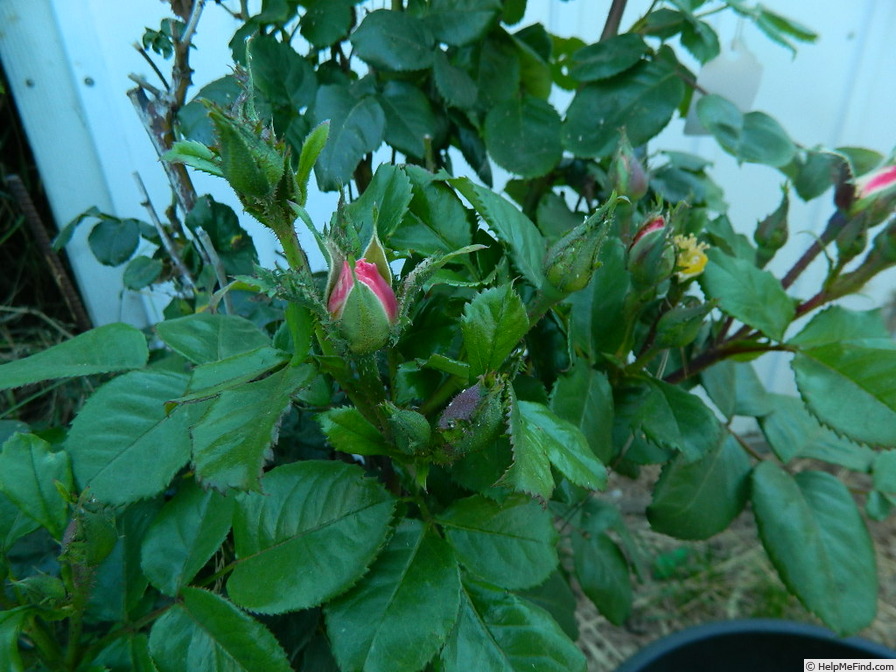 'FIAPMC' rose photo