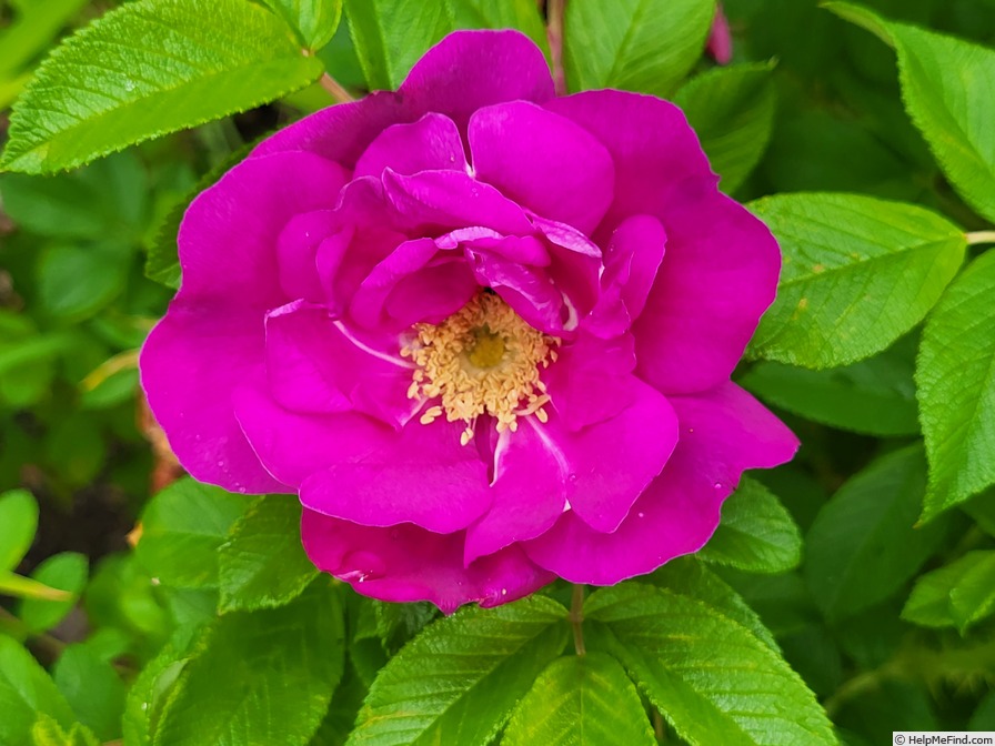 'Logafold' rose photo
