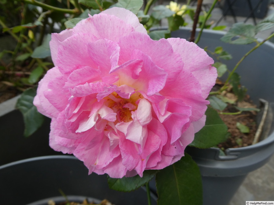 'Bornéo Odore ®' rose photo