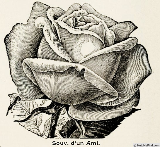 'Souvenir d'un Ami (tea, Bélot-Défougère, 1844)' rose photo