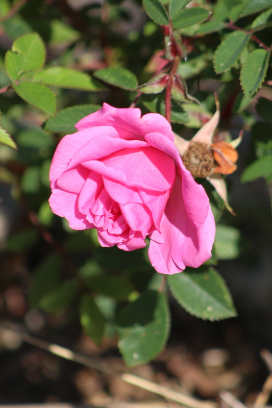 'Guðfinna (hybrid rugosa, Pálsson 1999)' rose photo