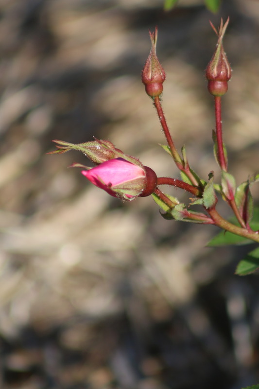 'Guðfinna (hybrid rugosa, Pálsson 1999)' rose photo