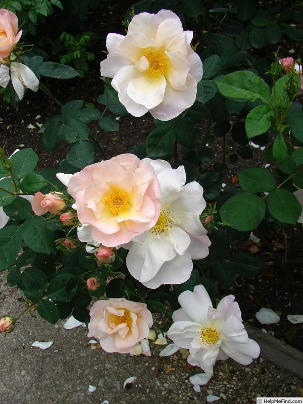 'Shropshire Lass' rose, click to enlarge 'Shropshire Lass' rose photo