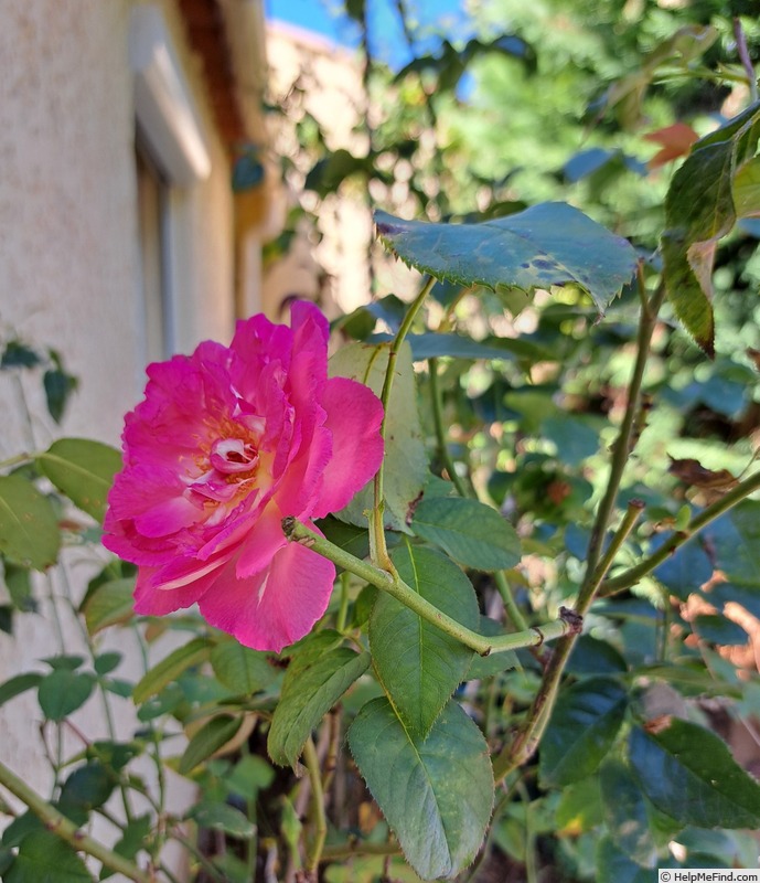 'Bornéo Odore ®' rose photo
