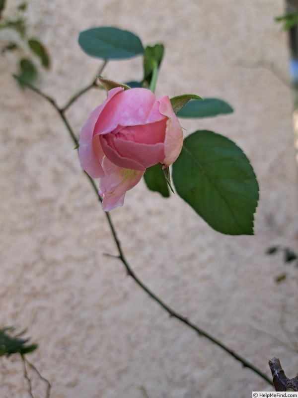 'Sonia Rykiel ®' rose, click to enlarge 'Sonia Rykiel ®' rose photo