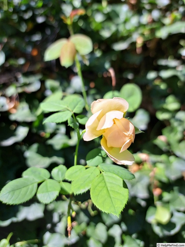 'Wollerton Old Hall' rose photo