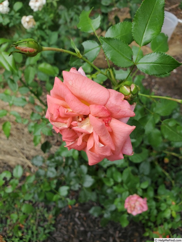 'Summer Sun (shrub, Kordes, 2006/10)' rose photo
