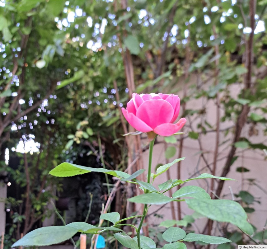 'Leonardo da Vinci ® (Floribunda, Meilland, 1993)' rose, click to enlarge 'Leonardo da Vinci ® (Floribunda, Meilland, 1993)' rose photo