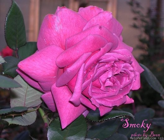 'Smoky' rose photo