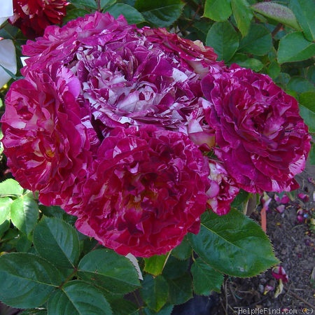 'Belle d'Espinouse' rose photo