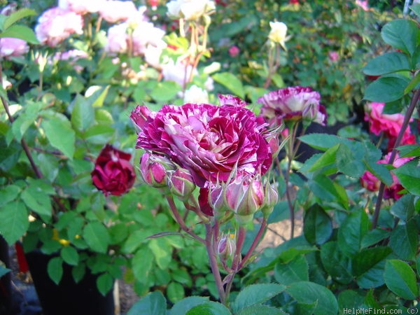 'Belle d'Espinouse' rose photo