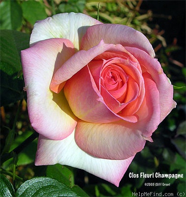 'Clos Fleuri Champagne' rose photo