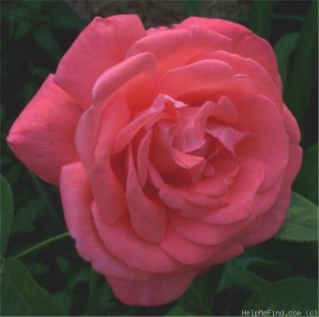 'Moonwalker' rose photo