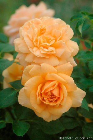 'Golden Buddha' rose, click to enlarge 'Golden Buddha' rose photo