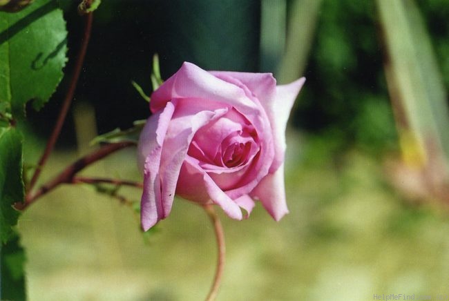 'Sara (hybrid tea, Alberici 2005)' rose photo