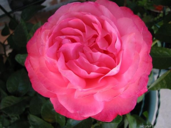 'Rosanna ® (climber, Kordes 1982)' rose photo