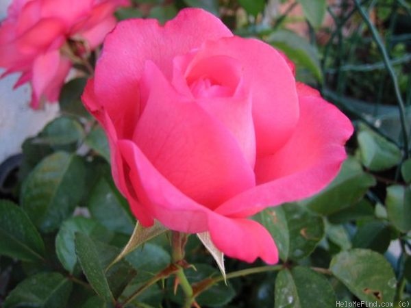 'Rosanna ® (climber, Kordes 1982)' rose photo