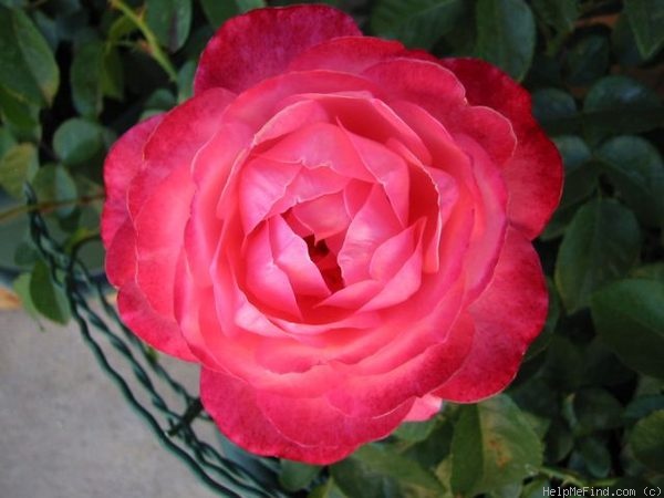 'Rosanna ® (climber, Kordes 1982)' rose photo