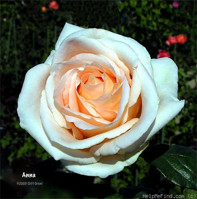 'Anna (hybrid tea, Pekmez, 1990)' rose photo