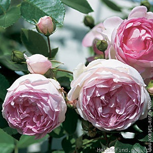 'Jasmina ™ (LCl, Kordes, 1996)' rose, click to enlarge 'Jasmina ™ (LCl, Kordes, 1996)' rose photo