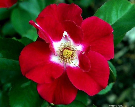 'Priscilla Burton ®' rose photo