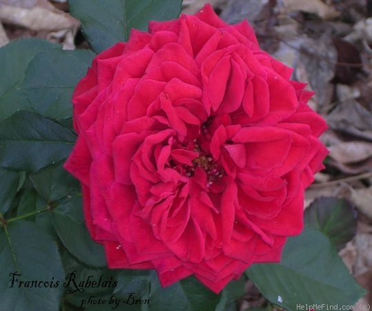 'François Rabelais' rose photo