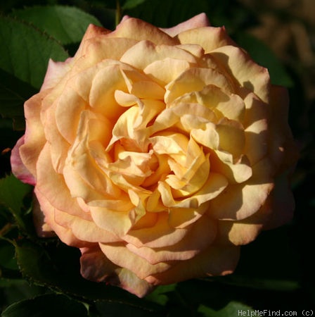 'Charivari' rose, click to enlarge 'Charivari' rose photo