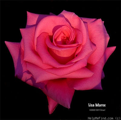 'Lisa Maree' rose photo