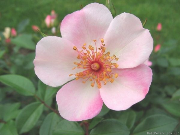 'Astronomia ®' rose photo
