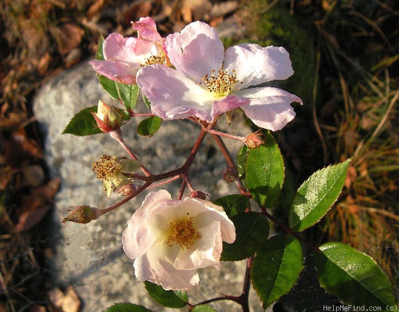 'Heideröslein (Miniature, Onodera 1968)' rose photo