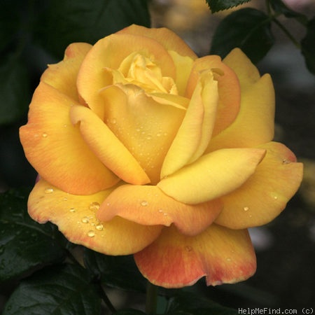 'Benson & Hedges Gold ®' rose photo