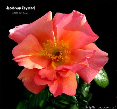 'Jacob van Ruysdael' rose photo