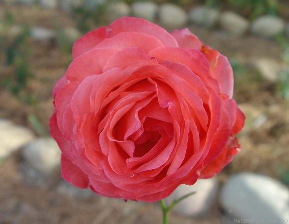 'Sanka' rose photo