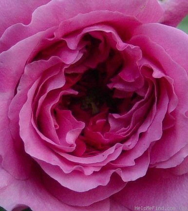 'Agnès Schilliger ®' rose photo