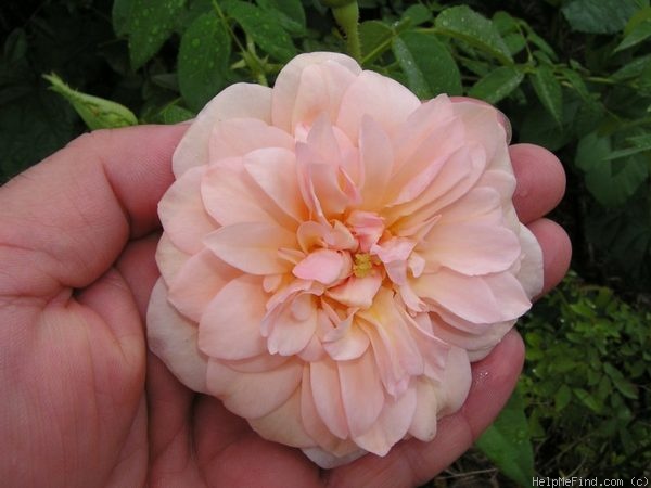 'Gold Blush' rose photo